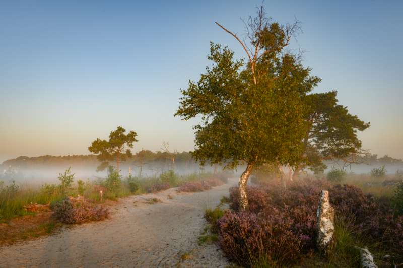 Grenspark Kalmthoutse Heide: de 5 mooiste wandelingen